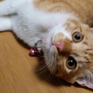 茶トラ　子猫のルドガー君里親募集