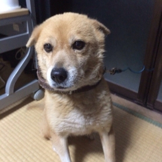 里親募集★