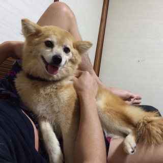 里親募集中★