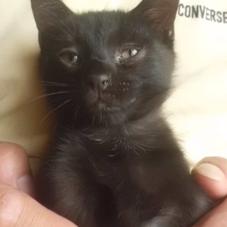 黒ちび君