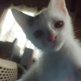 オセロちゃん