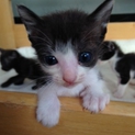 生まれて３週間です☆愛してくれるおうち探してます☆