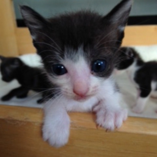 生まれて３週間です☆愛してくれるおうち探してます☆