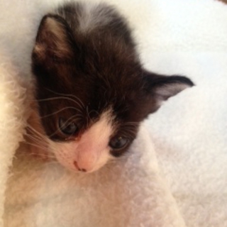 生まれて３週間です☆愛してくれるおうち探してます☆