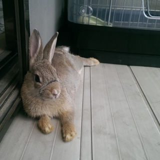 ミニうさぎ
