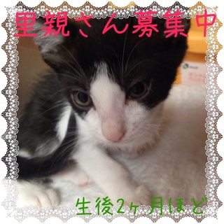 生後２ヶ月ほどです☆愛してくれるおうち探してます☆