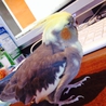 オカメインコの里親募集です。 サムネイル2
