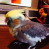 オカメインコの里親募集です。 サムネイル3