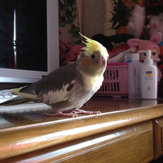 オカメインコの里親募集です。