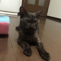 スモーク色の男の子です