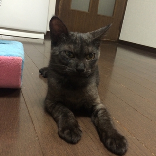 スモーク色の男の子です