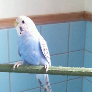 セキセインコ里親決まりました♪(^o^)v