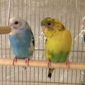 セキセイインコ2羽里親募集