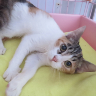 甘えたの三毛猫ちゃん