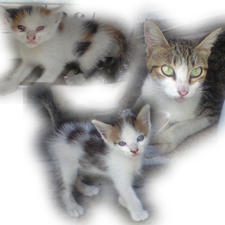 生後約1か月　2匹の子猫たち