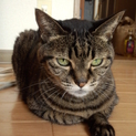 【埼玉】14歳のおばあちゃん猫