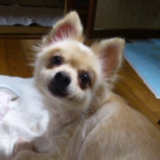 甘ったれのポメラニアン♀ランちゃん