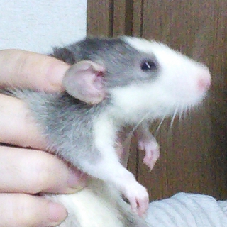 ラットの里親様を募集しております！(残り一匹)
