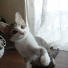 名前を呼ぶと　走ってきます　らんちゃん サムネイル2