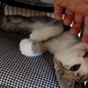 名前を呼ぶと　走ってきます　らんちゃん サムネイル4