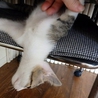名前を呼ぶと　走ってきます　らんちゃん サムネイル5