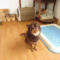 チワワ♂3歳
