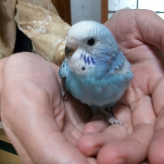 里親様決まりました。ありがとうございました。