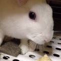 白うさぎちゃんの里親を募集しております