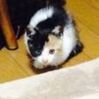 三毛猫でーす。きれいな顔でしょ