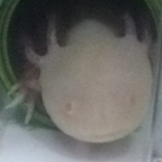 ウーパールーパー（アルビノ）の里親さん募集