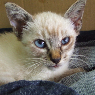 シャム系、生後一か月の子猫です