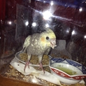 オカメインコの里親を探しています。