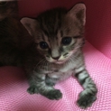 高貴な感じの仔猫