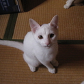 里親様決定、ありがとうございました！