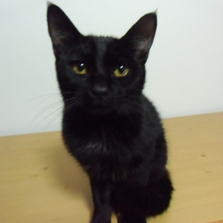 甘えん坊　黒い子猫　中毛