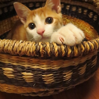 甘えた茶シロ子猫