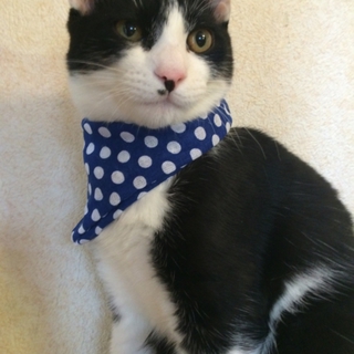 人気の白黒ハチワレ・イケメン子猫ฅ(^ω^ฅ)