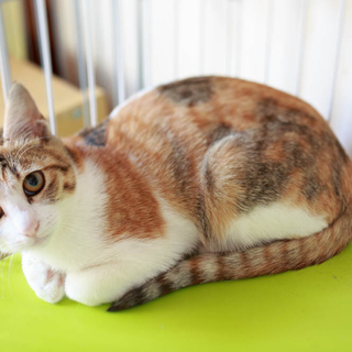 ４ヶ月くらいの三毛猫
