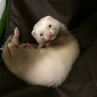 フェレットちゃん   も里親决定したありがと
