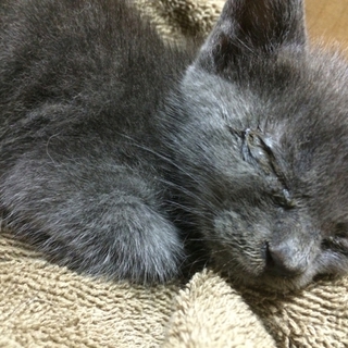 生後一ヶ月ほどの野良を保護してます。