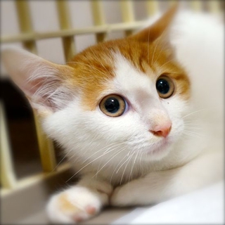 里親様が決定致しました。