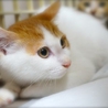 里親様が決定致しました。 サムネイル2