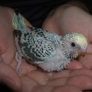 セキセイインコのヒナ