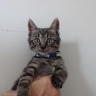 募集を停止します　額に猫マークのアン君