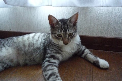 キジトラ子猫 オス ４ヶ月半 東京都 猫の里親募集 ペットのおうち 月間利用者150万人