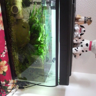 グッピー差し上げます！