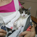 キジ白雄、大人しい