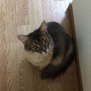 里親になって下さい。