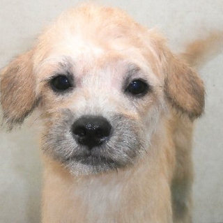 フレンチブルとトイプードルのハーフ犬（1才）