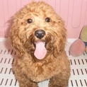 トイプードルとダックスのハーフ犬（オス）2才